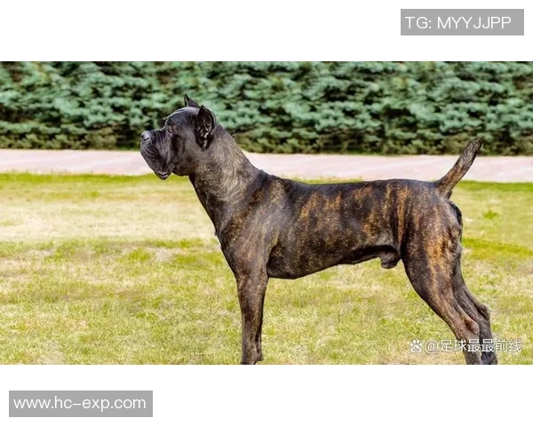 以足球明星命名的狗狗:那些因球星而得名的萌宠故事 以足球明星命名的狗狗:那些因球星而得名的萌宠故事