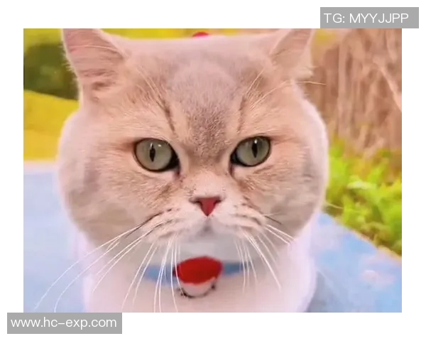 足球球星们的宠物猫盘点 这些可爱猫咪与球员的亲密关系揭秘 足球球星们的宠物猫盘点 这些可爱猫咪与球员的亲密关系揭秘